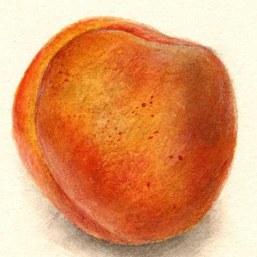 Apricot