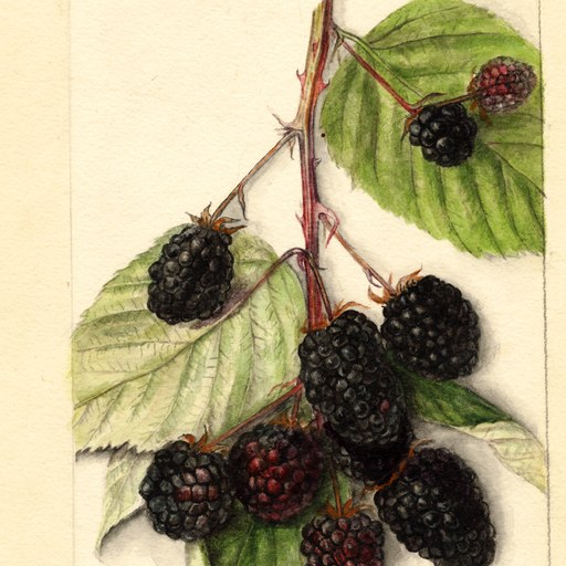 Blackberry