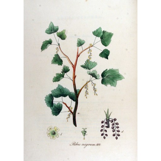 Blackcurrant