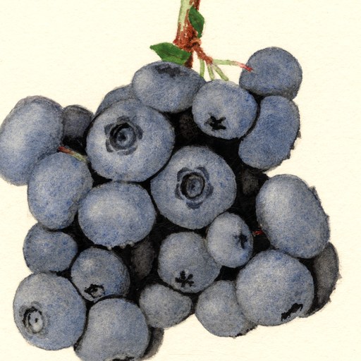 Blueberry