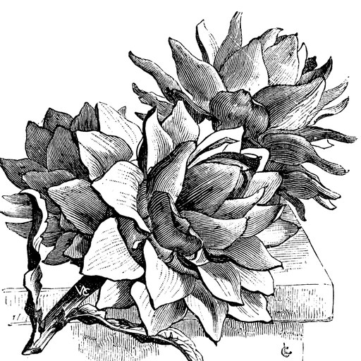 Artichoke