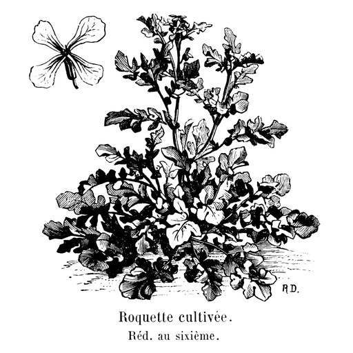 Arugula