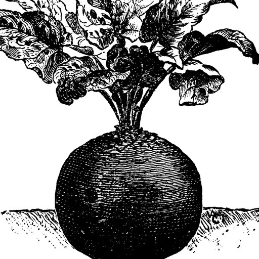 Beet