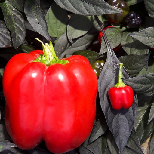 Bell pepper