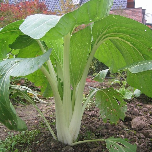 Bok choy